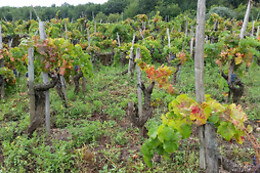Etnella wines
