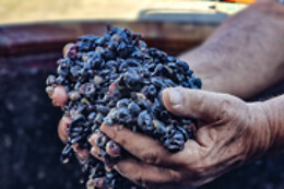 Vesuvio Inn Bed & Wine Experience