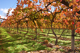 Azienda Agricola Malvicini