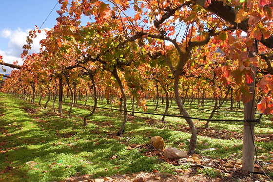 Azienda Agricola Malvicini - photo 1