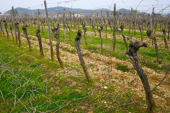 Azienda Agricola Luca Fedele - photo 0
