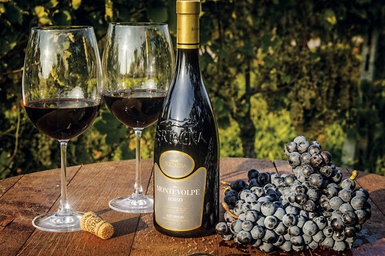 Vini & cantine d'Italia