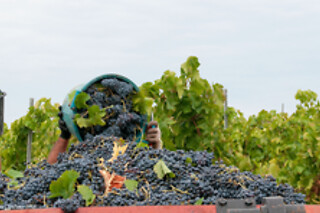 Vini & cantine d'Italia